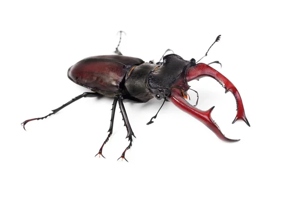 Besouro de veado marrom Lucanus =us, o maior besouro europeu isolado em branco — Fotografia de Stock