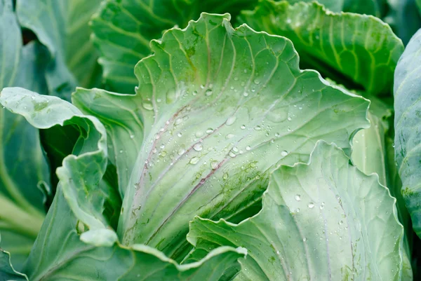 Cabbage's head with leafs. Close up — Stock Photo, Image