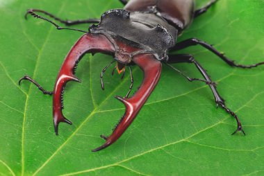 kahverengi stag beetle lucanus cervus, en büyük Avrupa böceği