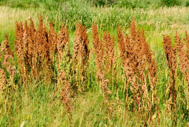 kuzukulağı at üstünde yeşil bir arka plan. yabani acetosa