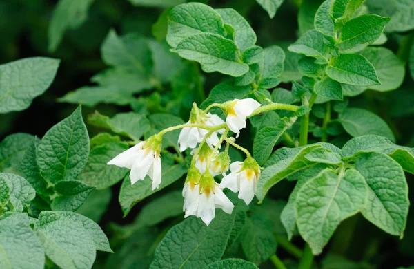 Aardappelstruik bloeien met witte bloemen — Stockfoto
