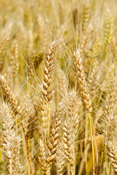 Bu buğday alan arka plan olduğunu — Stok fotoğraf