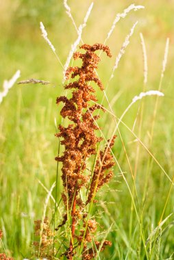 kuzukulağı at üstünde yeşil bir arka plan. yabani acetosa