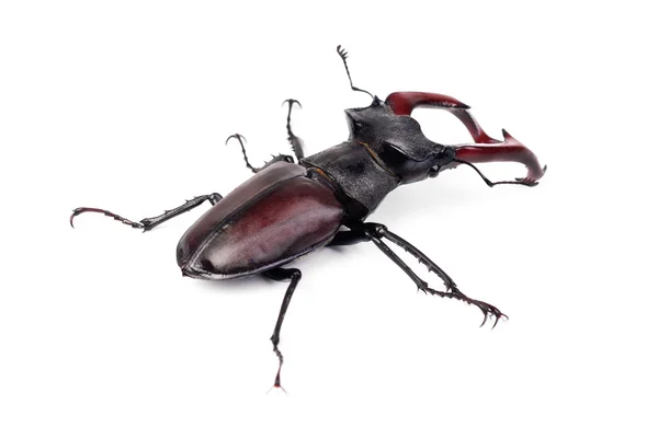Brązowy Jelonkowate uwija cervus, największy Europejski beetle na białym tle — Zdjęcie stockowe