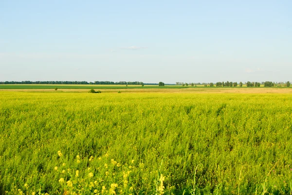 Verkrachting veld en blauwe hemelachtergrond — Stockfoto