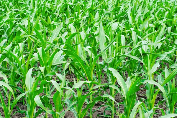 Jungpflanzen in einem Maisfeld — Stockfoto