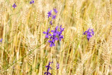 buğday alan zemin üzerine mavi çiçek