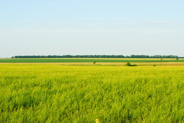 Rape field and blue sky background — Stock Photo, Image