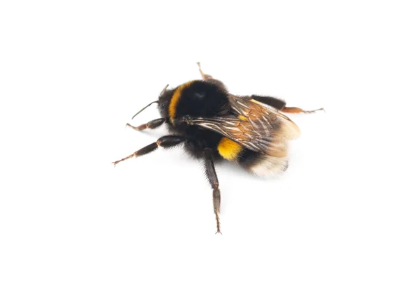 Bumblebee isolado no fundo branco — Fotografia de Stock