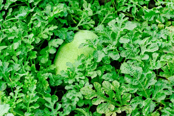 Green watermelon in the field — Stock Photo, Image