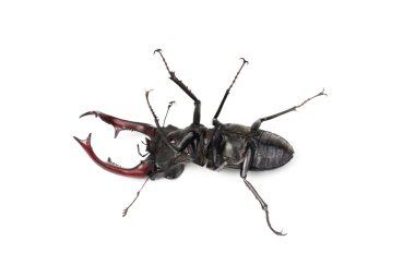 ölü kahverengi stag beetle lucanus cervus, üzerinde beyaz izole en büyük Avrupa böceği