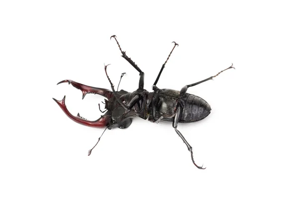 Brauner Hirschkäfer lucanus cervus, der größte auf weiß isolierte europäische Käfer — Stockfoto