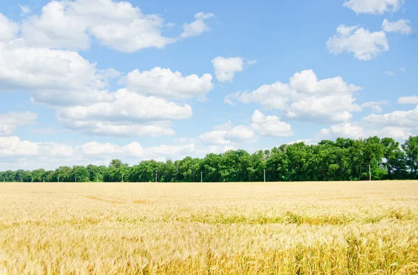 Buğday tarlası ve bulutlu mavi gökyüzü — Stok fotoğraf