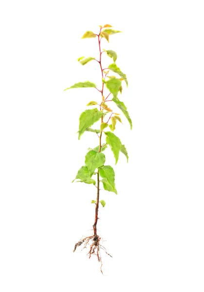 Abricot jeune arbre avec racine isolée sur blanc — Photo