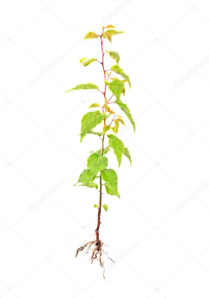 apricot young tree with root isolated on white