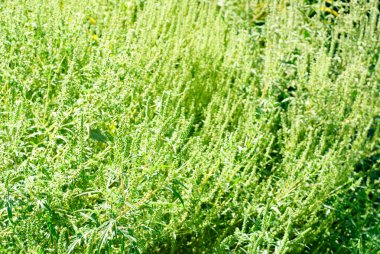 ragweed bushes background clipart