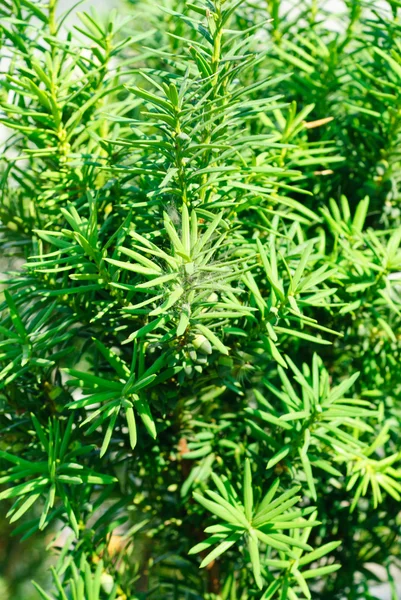 Yew (Taxus baccata) green leaves background — Stock Photo, Image