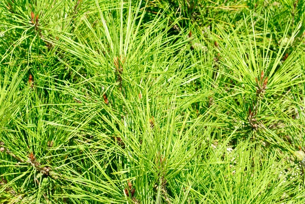 Fine green pine nature background — Stock Photo, Image