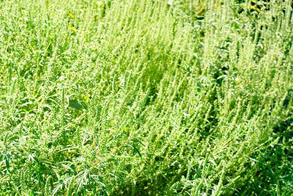 ragweed bushes background