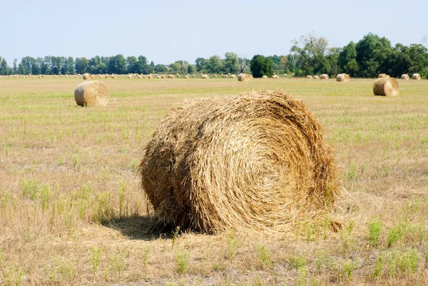 Een veld van de boerderij op het platteland gevuld met hooibalen en blauwe hemel — Stockfoto