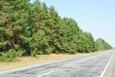 çam ormanı ve mavi gökyüzü arka yolda