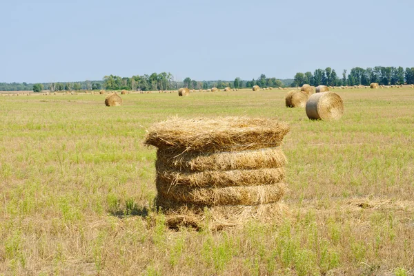 Een veld van de boerderij op het platteland gevuld met hooibalen en blauwe hemel — Stockfoto