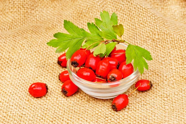 Hawthorn berries on a burlap background — Stock Photo, Image