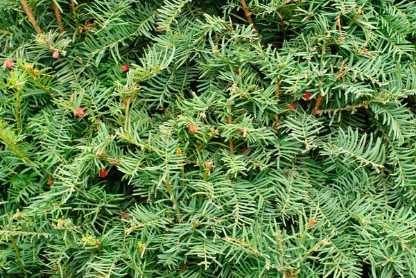 Yew (Taxus baccata) green leaves and red fruit background — Stock Photo, Image