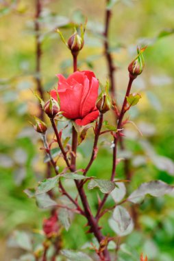 yeşil renkli bir kırmızı gül