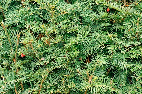 Тис (Taxus baccata) зеленые листья и красный фруктовый фон — стоковое фото