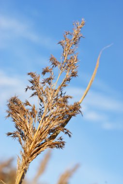 mavi gökyüzünün altında kuru reed