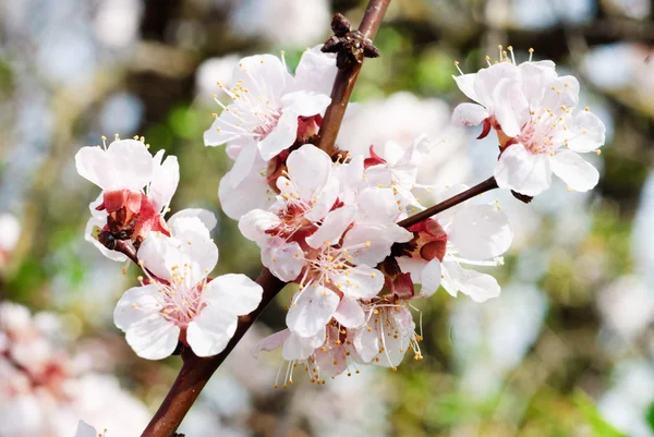 Zweig des Kirschbaums mit Blumen — Stockfoto