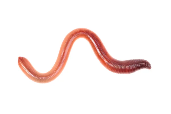 Animal worm terra isolado no fundo branco Imagem De Stock