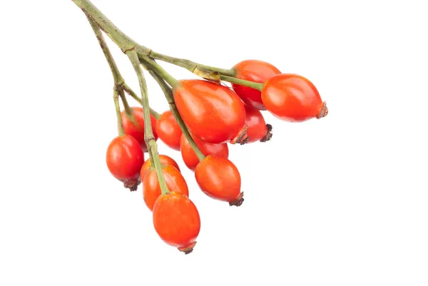 Rosa canina - nypon växt isolering på vit — Stockfoto