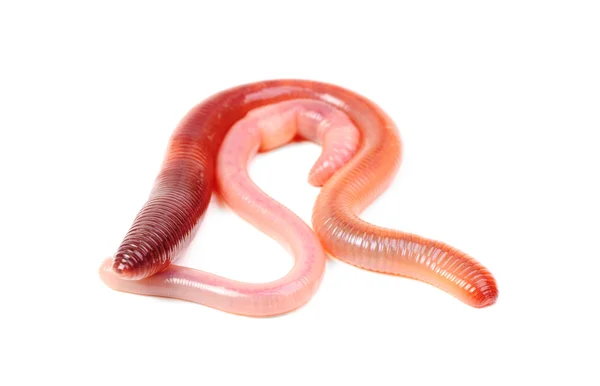 Due verme di terra animale isolato su sfondo bianco — Foto Stock