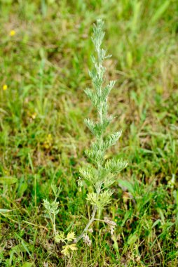 Wormwood (Artemisia absinthium L.) on green Background clipart