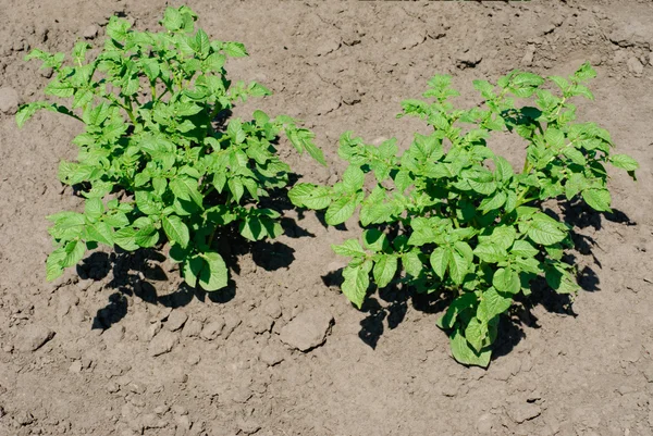 Planta de batata no solo — Fotografia de Stock