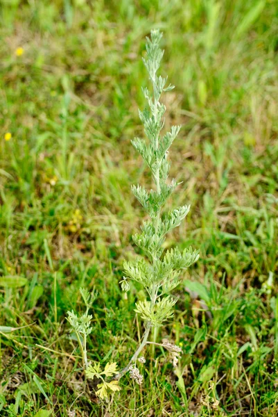 Piołun (artemisia absinthium l.) na zielonym tle — Zdjęcie stockowe