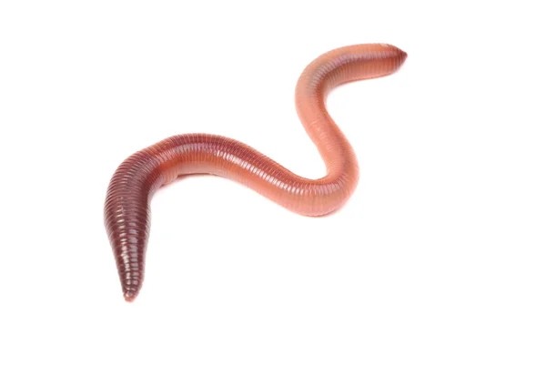 Animale worm terra isolato su sfondo bianco — Foto Stock