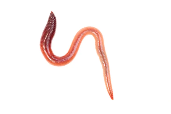 Animal earth worm isolated on white background — Stock Photo, Image