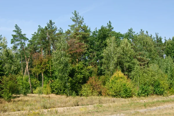 Zomer bos op blauwe hemelachtergrond — Stockfoto