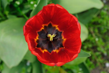 kırmızı lale closeup ile yeşil arka plan bulanık