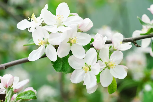 White and pink spring blossoming apple — Stock Photo, Image