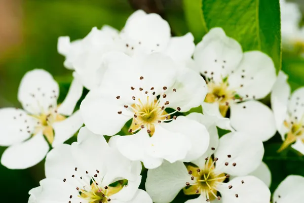 Closeup of the white pear blossom in spring — Stock Photo, Image