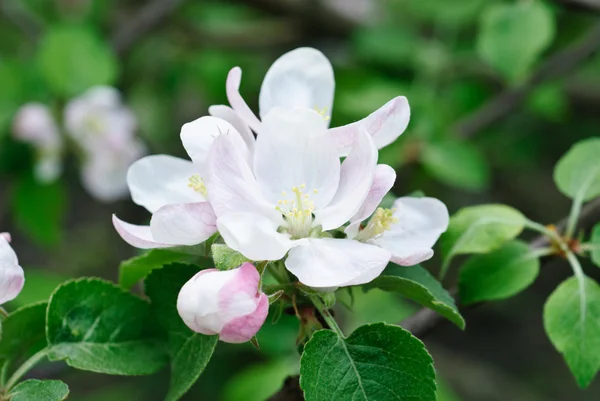 White and pink spring blossoming apple — Stock Photo, Image