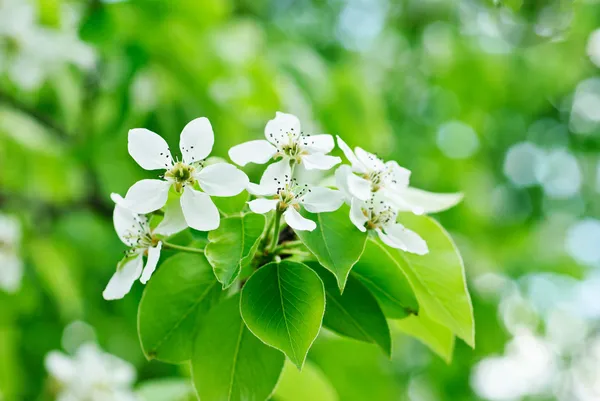 Nahaufnahme der weißen Birnenblüte im Frühling — Stockfoto