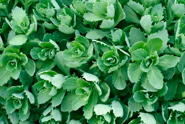 Bahçedeki, hendek stonecrop, yeşim bitkisi .floral arka plan — Stok fotoğraf