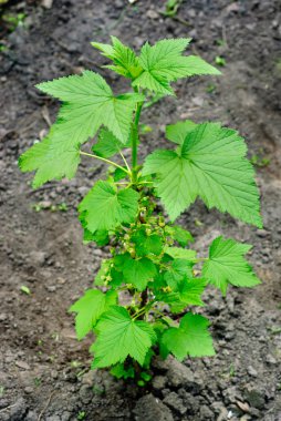 çiçek açması Siyah frenk üzümü 