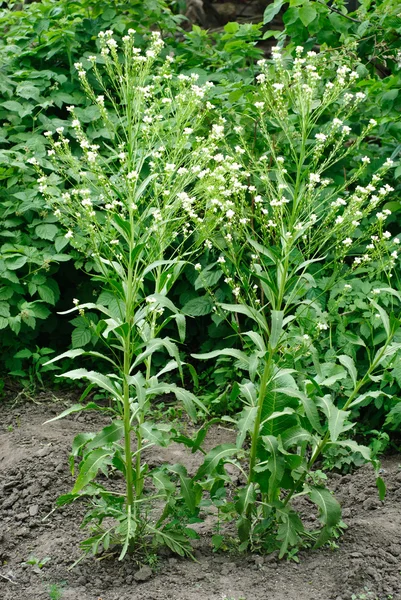 Yeşil yaprakları arka planda horseradish (cochlearia armoracia) çiçeği — Stok fotoğraf