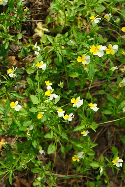 Pole pansy - viola arvensis — Zdjęcie stockowe